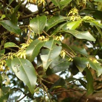 Diospyros oocarpa Thwaites